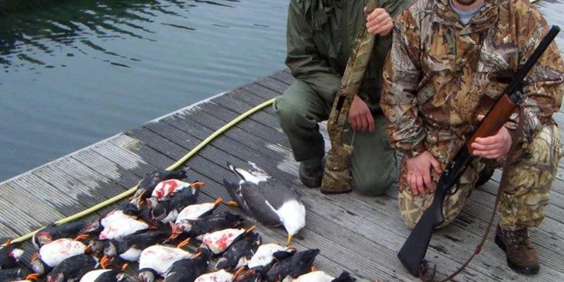 Where Do Puffins Go Hunting