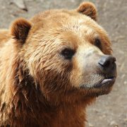 Why Do Bears Not Have Whiskers