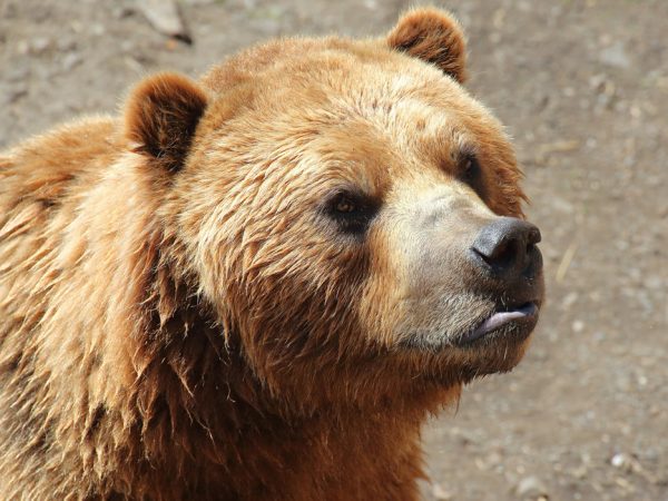 Why Do Bears Not Have Whiskers