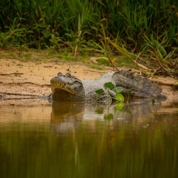 Caiman Pantanal
