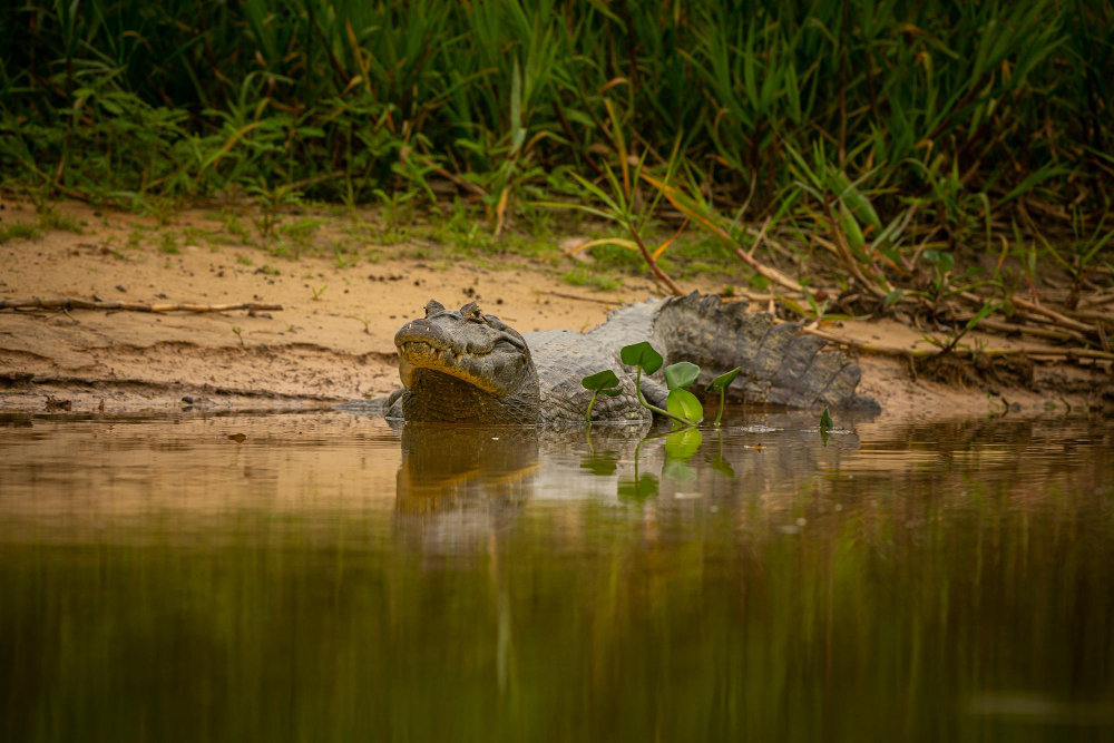 Caiman Pantanal