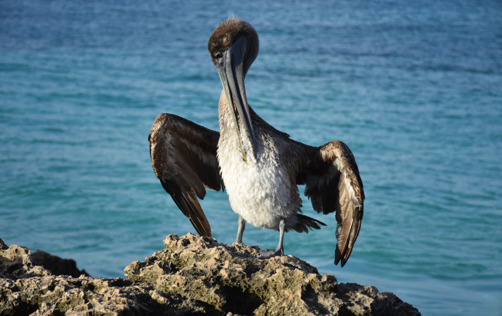 Moçambique Bazaruto