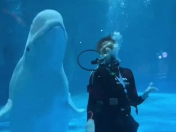 Dancing with a Beluga Whale