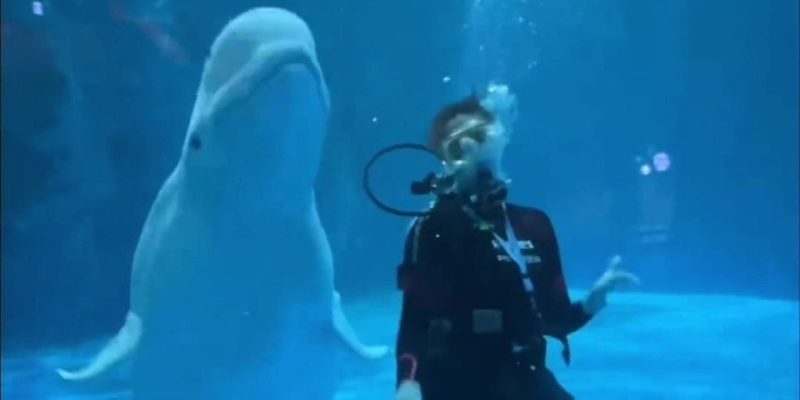 Dancing with a Beluga Whale