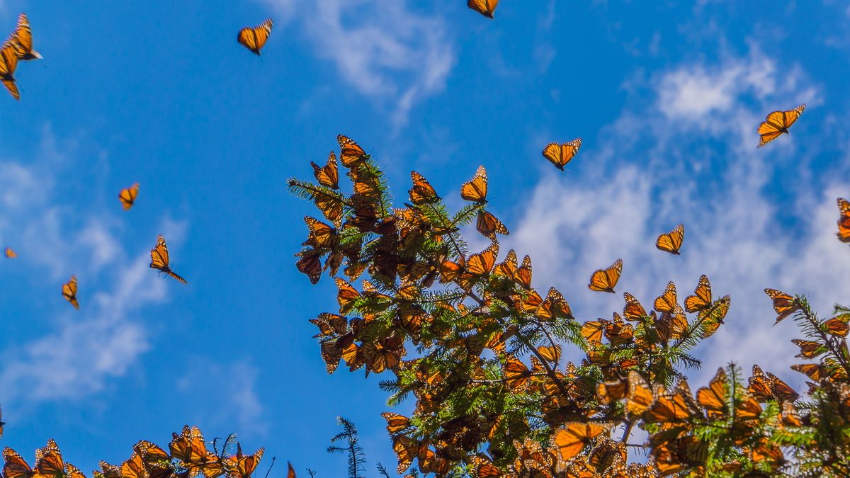 Monarch Butterfly Trip