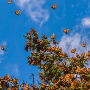 Monarch Butterfly Trip