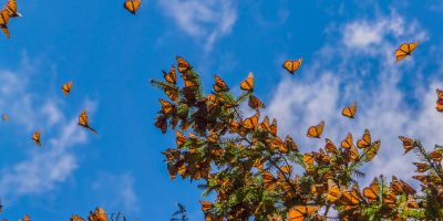 Monarch Butterfly Trip