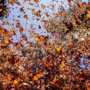 Monarch Butterfly Trip to Mexico