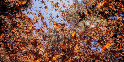 Monarch Butterfly Trip to Mexico