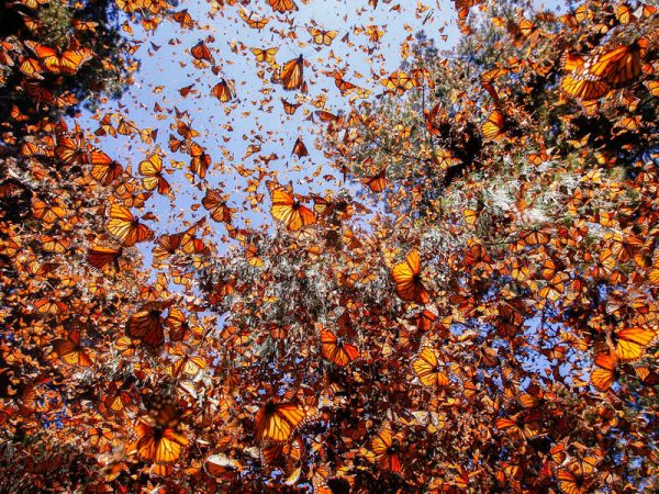 Monarch Butterfly Trip to Mexico