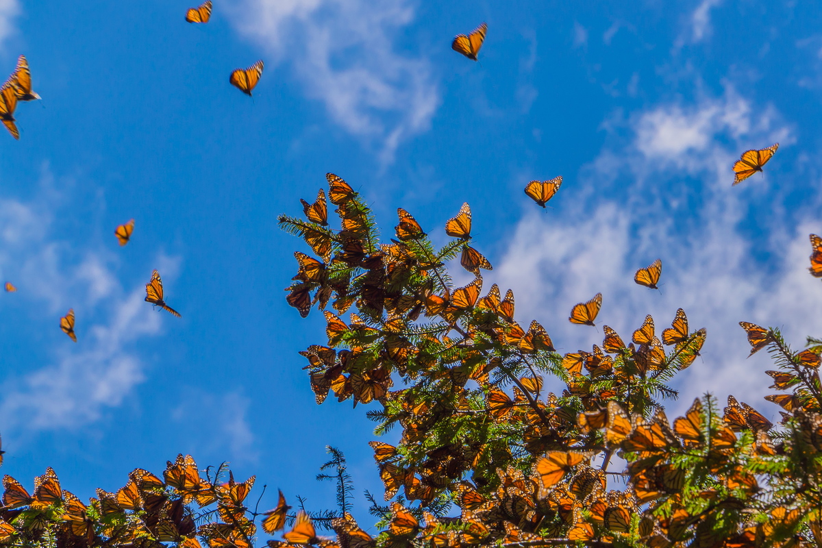 Monarch Butterfly Trip