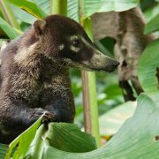 Monteverde Cloud Forest Animals
