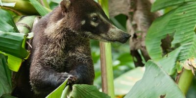 Monteverde Cloud Forest Animals