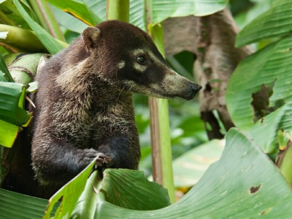 Monteverde Cloud Forest Animals