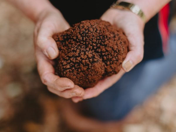Truffle Treasures