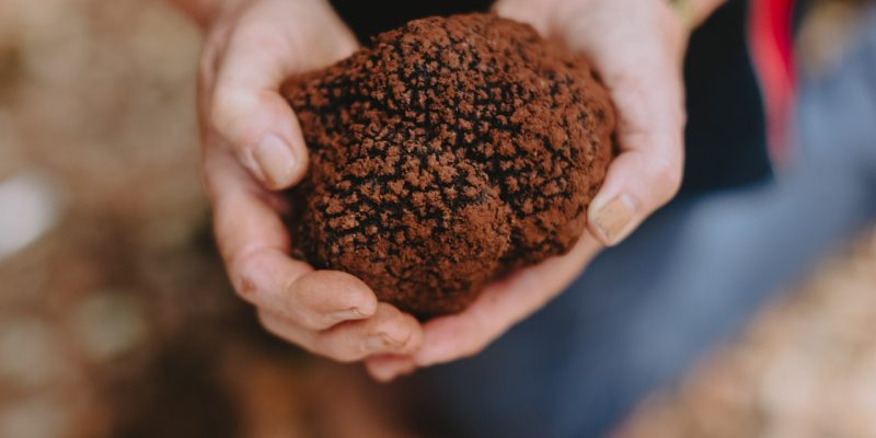 Truffle Treasures