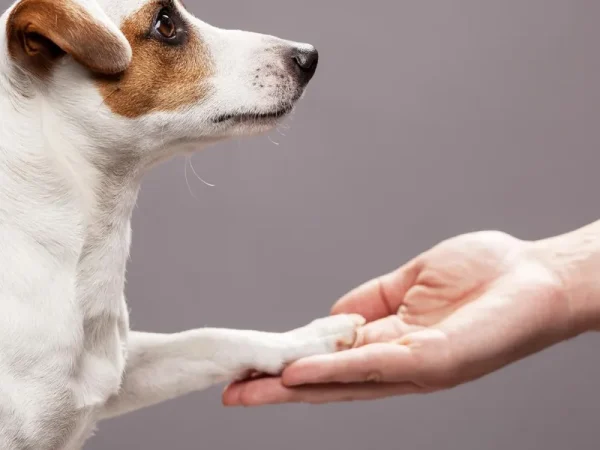 Steps to Creating a Dog Treat Business