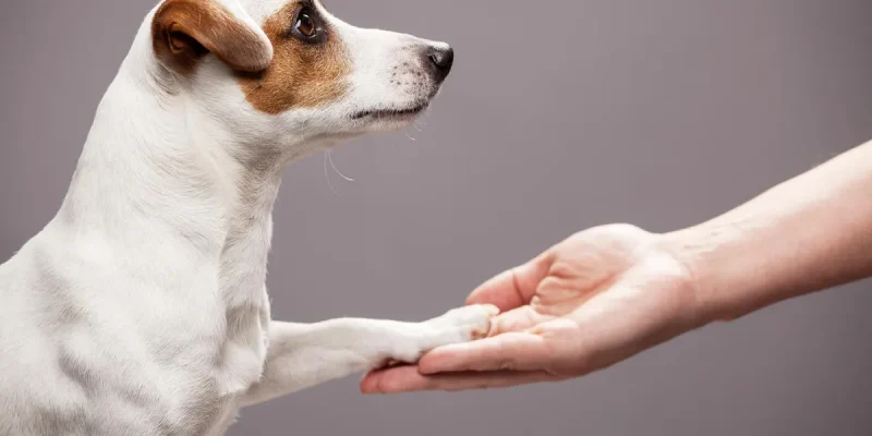Steps to Creating a Dog Treat Business