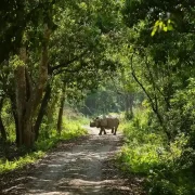 Chitwan National Park