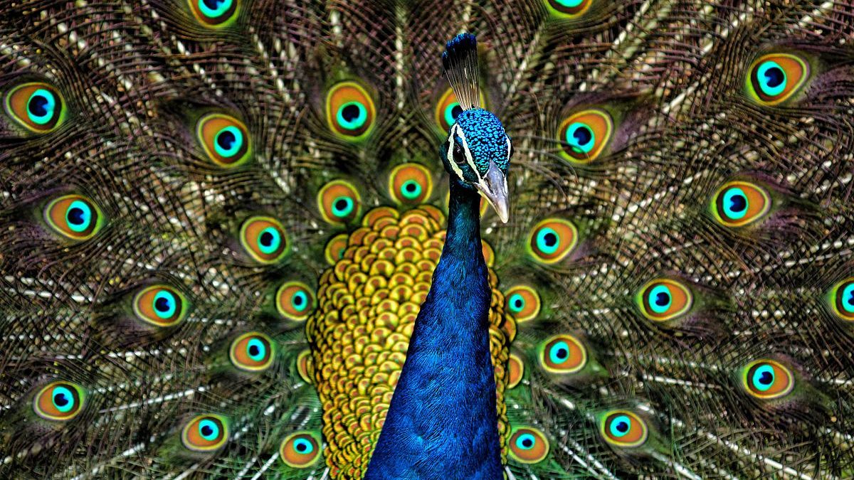 peacock peacock feathers