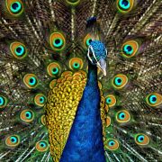 peacock peacock feathers