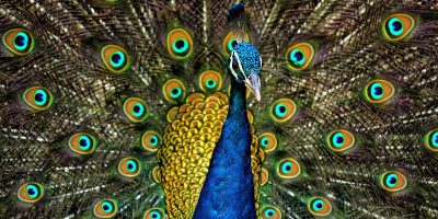 peacock peacock feathers