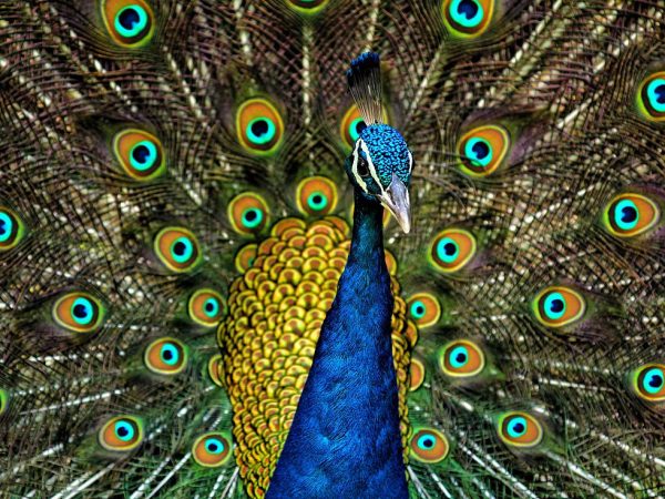 peacock peacock feathers