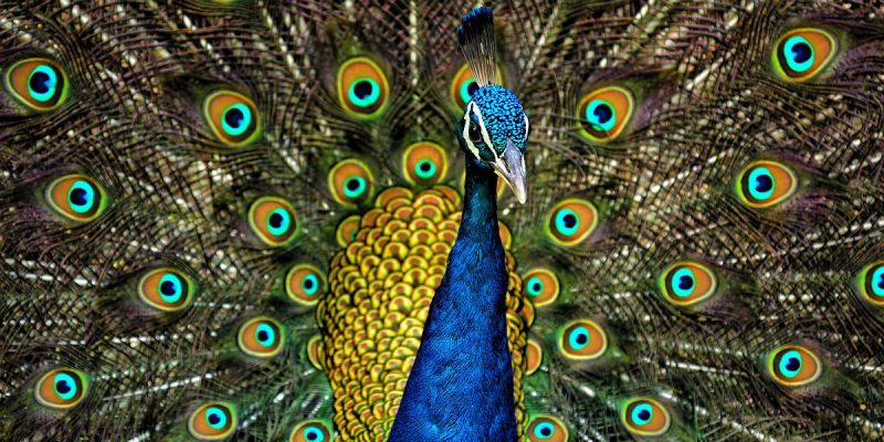 peacock peacock feathers