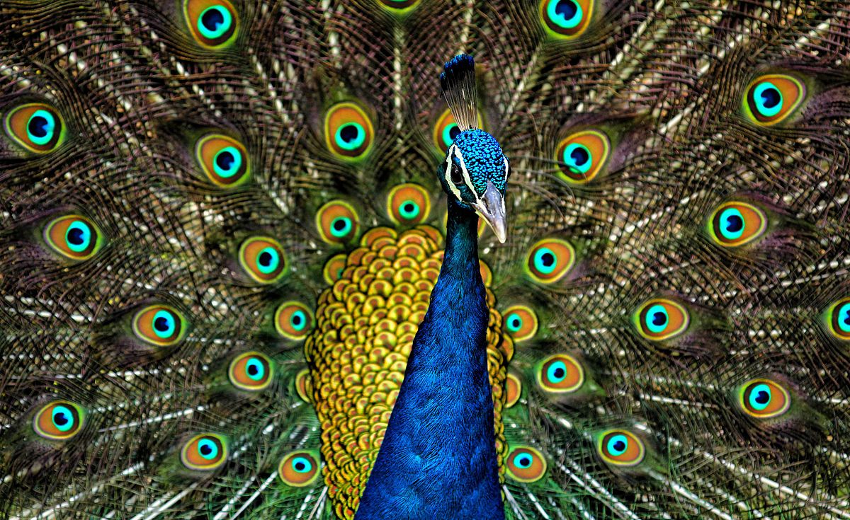 peacock peacock feathers