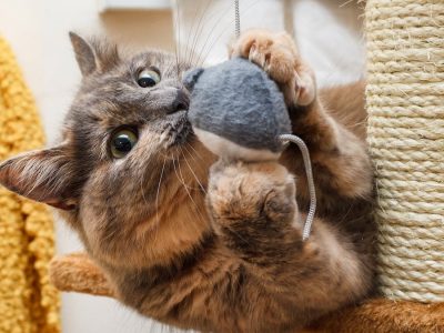 pet wand replacement lure diy