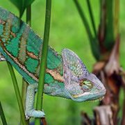 Chameleon Color