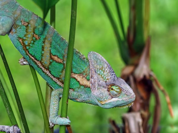 Chameleon Color