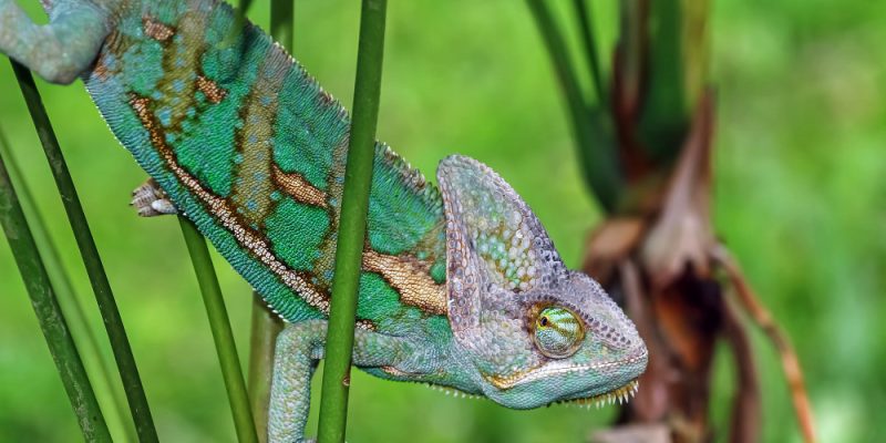 Chameleon Color