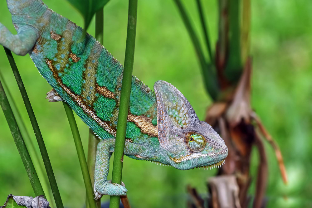 Chameleon Color