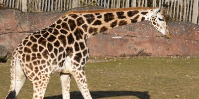 Giraffe with a Short Neck