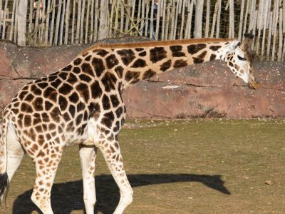 Giraffe with a Short Neck