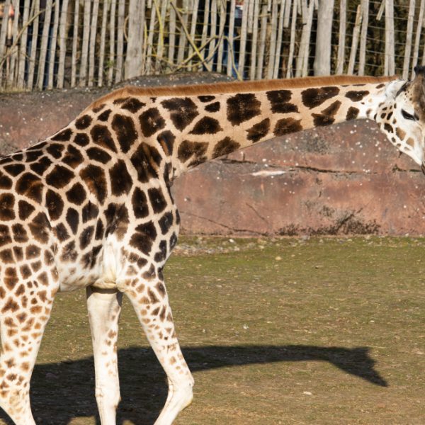 Giraffe with a Short Neck