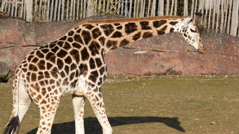 Giraffe with a Short Neck
