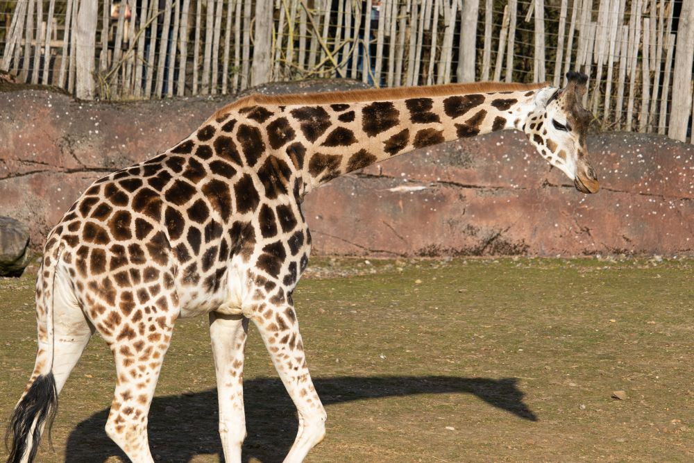 Giraffe with a Short Neck