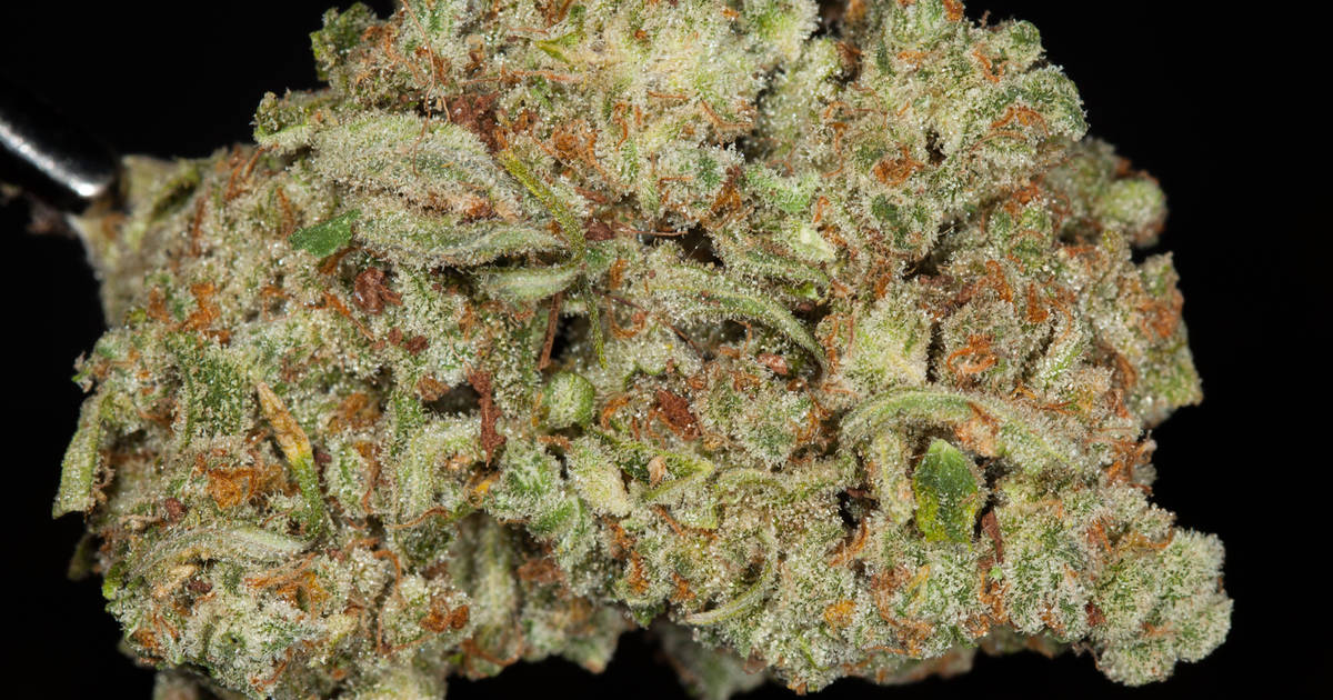 cookie wreck strain