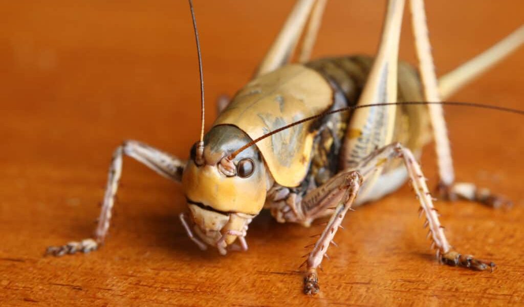 Cricket Poop