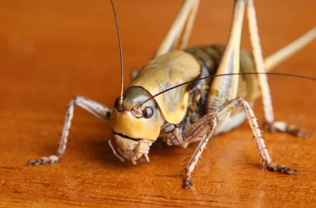 Cricket Poop