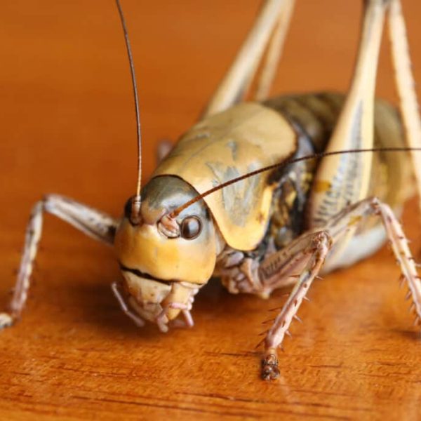 Cricket Poop
